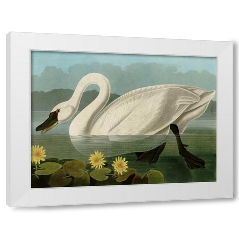 Common American Swan White Modern Wood Framed Art Print by Audubon, John James