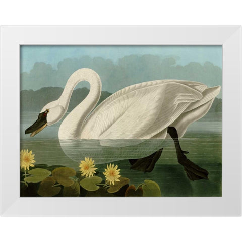 Common American Swan White Modern Wood Framed Art Print by Audubon, John James