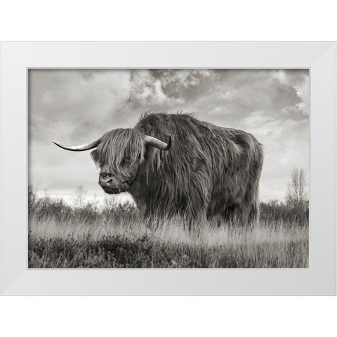 Scottish Highland Bull (BW) White Modern Wood Framed Art Print by Pangea Images