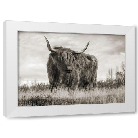 Scottish Highland Cattle (BW) White Modern Wood Framed Art Print by Pangea Images