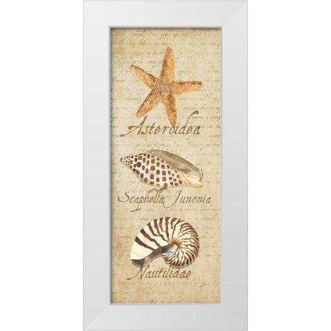 Oceanum Shell Panel Beige II White Modern Wood Framed Art Print by Reed, Tara