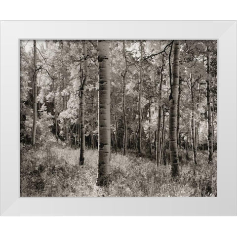Birch Clearing White Modern Wood Framed Art Print by Aniballi, Brett