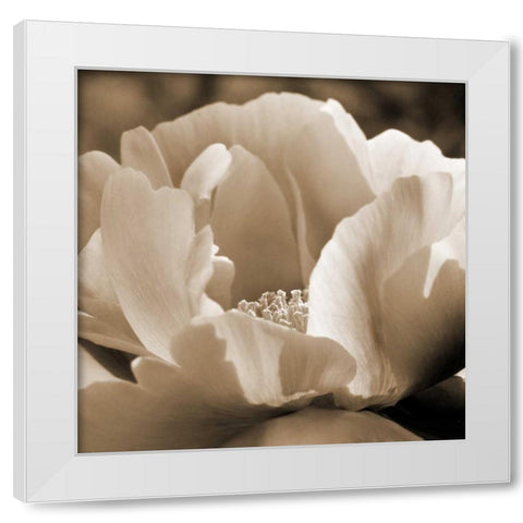 Brilliant Peony White Modern Wood Framed Art Print by Amber Light Gallery