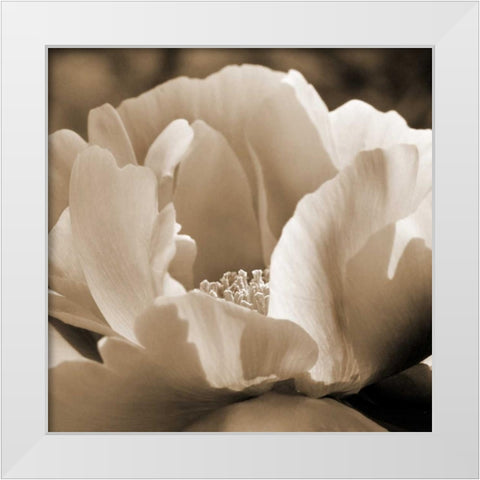 Brilliant Peony White Modern Wood Framed Art Print by Amber Light Gallery