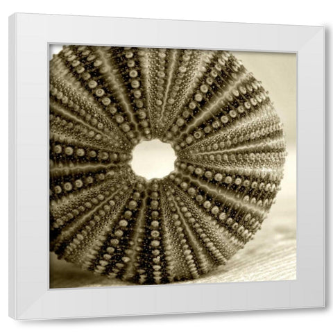 Sepia Shell Life 2 White Modern Wood Framed Art Print by Amber Light Gallery