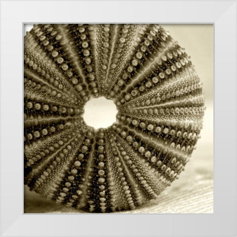 Sepia Shell Life 2 White Modern Wood Framed Art Print by Amber Light Gallery