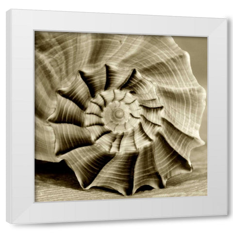 Sepia Shell Life 3 White Modern Wood Framed Art Print by Amber Light Gallery