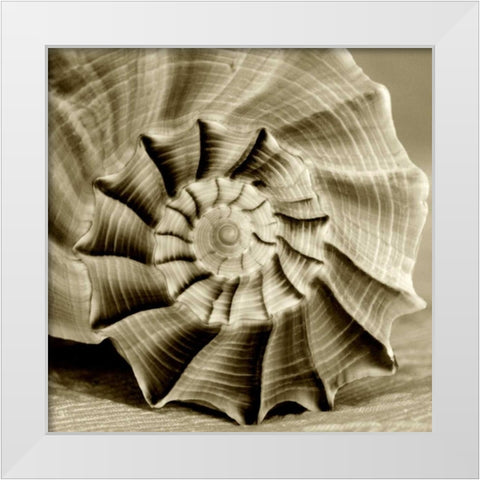 Sepia Shell Life 3 White Modern Wood Framed Art Print by Amber Light Gallery