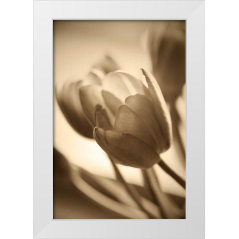 Illuminated Tulips 2 White Modern Wood Framed Art Print by Amber Light Gallery