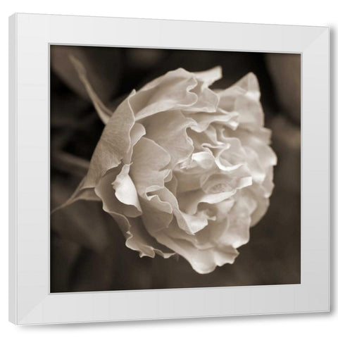Rose Profile White Modern Wood Framed Art Print by Semenza, Marlana
