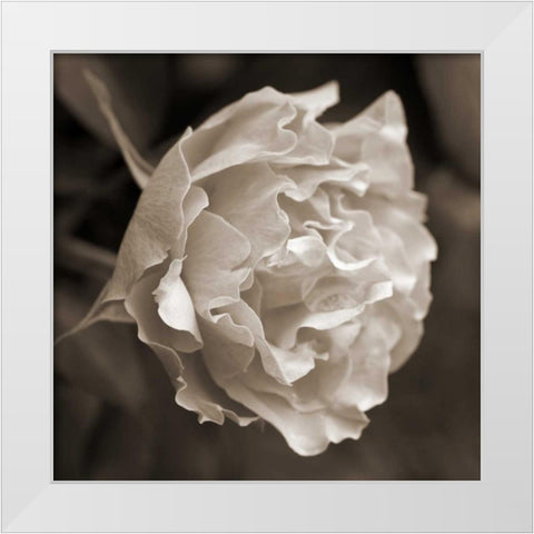Rose Profile White Modern Wood Framed Art Print by Semenza, Marlana