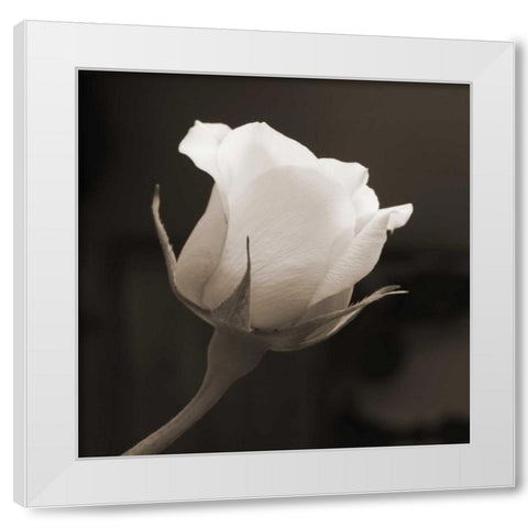 Single Bud White Modern Wood Framed Art Print by Semenza, Marlana