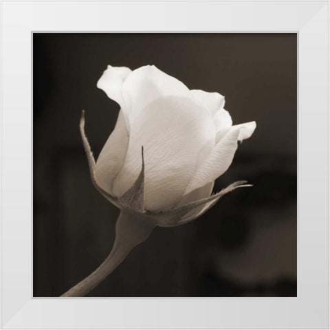 Single Bud White Modern Wood Framed Art Print by Semenza, Marlana
