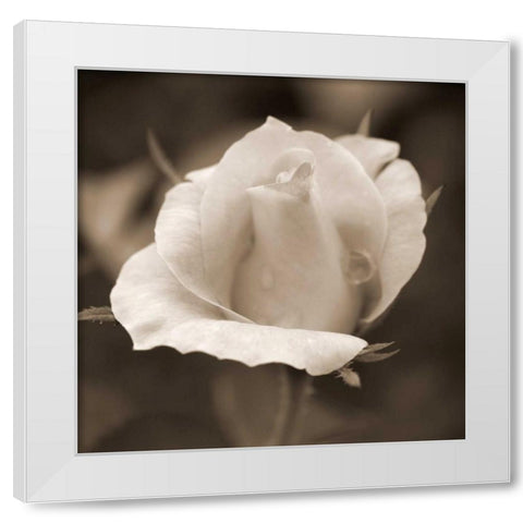 Rose Bud White Modern Wood Framed Art Print by Semenza, Marlana