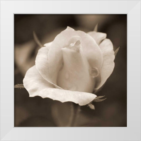 Rose Bud White Modern Wood Framed Art Print by Semenza, Marlana
