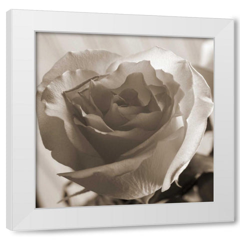 Open Rose White Modern Wood Framed Art Print by Semenza, Marlana