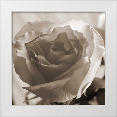 Open Rose White Modern Wood Framed Art Print by Semenza, Marlana