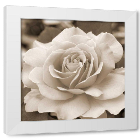 Rose Glory White Modern Wood Framed Art Print by Semenza, Marlana
