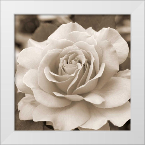 Rose Glory White Modern Wood Framed Art Print by Semenza, Marlana