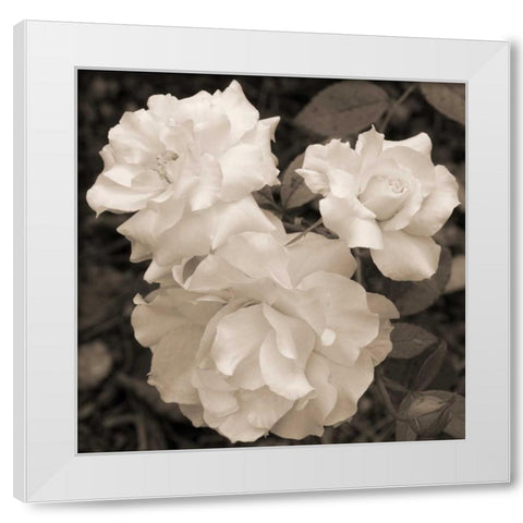 Rose Trio White Modern Wood Framed Art Print by Semenza, Marlana