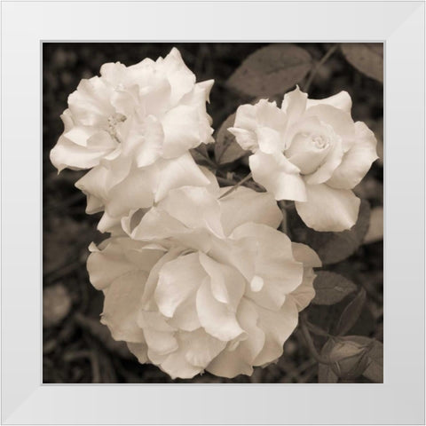 Rose Trio White Modern Wood Framed Art Print by Semenza, Marlana