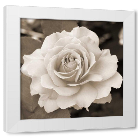 Rose Perfection White Modern Wood Framed Art Print by Semenza, Marlana