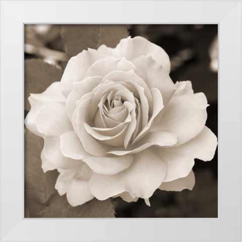 Rose Perfection White Modern Wood Framed Art Print by Semenza, Marlana