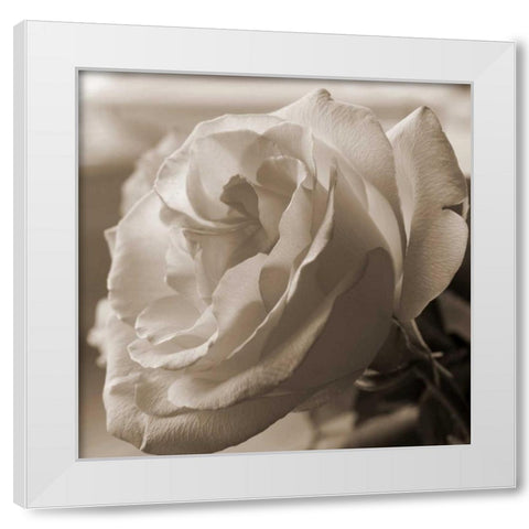 Sepia Rose 1 White Modern Wood Framed Art Print by Semenza, Marlana