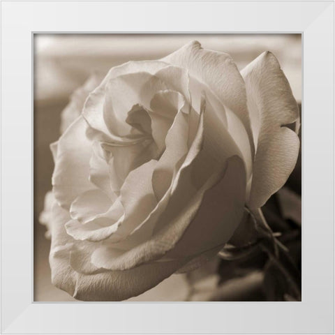 Sepia Rose 1 White Modern Wood Framed Art Print by Semenza, Marlana