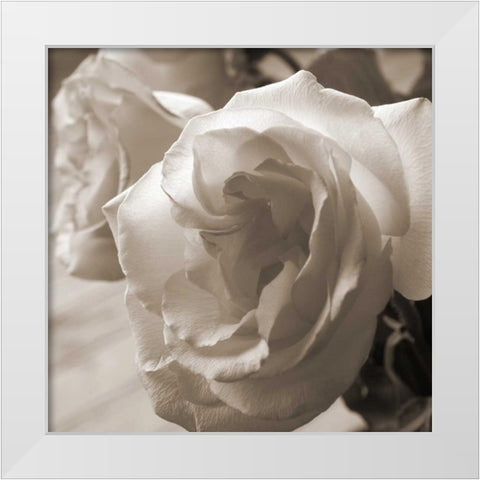 Sepia Rose 2 White Modern Wood Framed Art Print by Semenza, Marlana