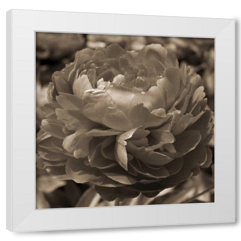 Peony Glory White Modern Wood Framed Art Print by Semenza, Marlana