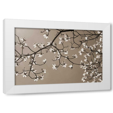 Dogwood Silhouette 2 White Modern Wood Framed Art Print by Semenza, Marlana