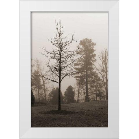Evening Mist 1 White Modern Wood Framed Art Print by Sememza, Marlana