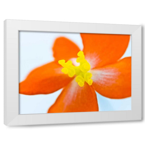 Dragon wing begonia flower close-up White Modern Wood Framed Art Print by Frank, Assaf