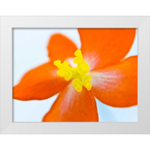 Dragon wing begonia flower close-up White Modern Wood Framed Art Print by Frank, Assaf