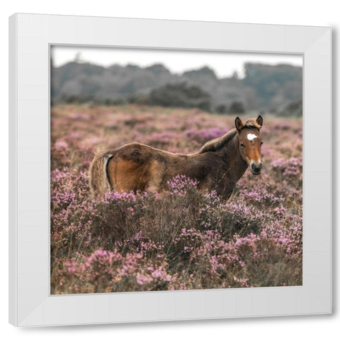 Wild Horse-New Forest White Modern Wood Framed Art Print by Frank, Assaf