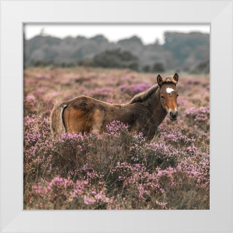 Wild Horse-New Forest White Modern Wood Framed Art Print by Frank, Assaf