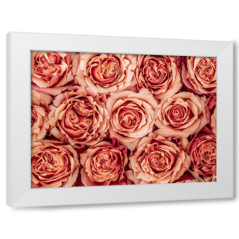 Background of roses White Modern Wood Framed Art Print by Frank, Assaf