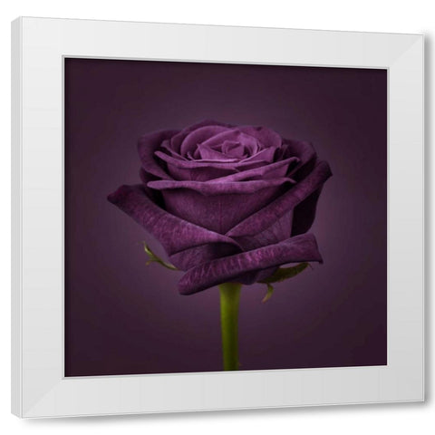 Single rose flower close-up White Modern Wood Framed Art Print by Frank, Assaf