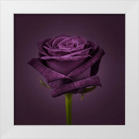 Single rose flower close-up White Modern Wood Framed Art Print by Frank, Assaf