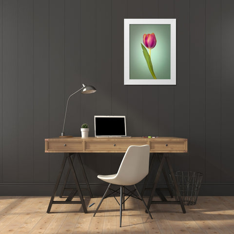 Single Tulip Flower, Side View White Modern Wood Framed Art Print by Frank, Assaf