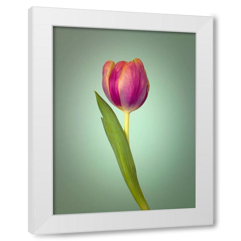 Single Tulip Flower, Side View White Modern Wood Framed Art Print by Frank, Assaf