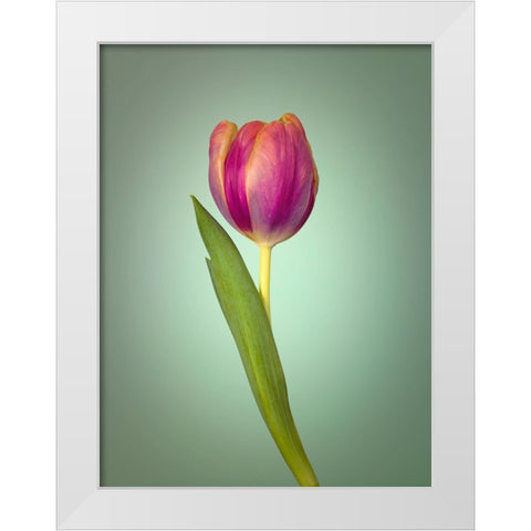 Single Tulip Flower, Side View White Modern Wood Framed Art Print by Frank, Assaf