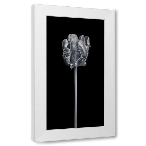Rcoco tulip-side view White Modern Wood Framed Art Print by Frank, Assaf