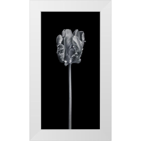 Rcoco tulip-side view White Modern Wood Framed Art Print by Frank, Assaf