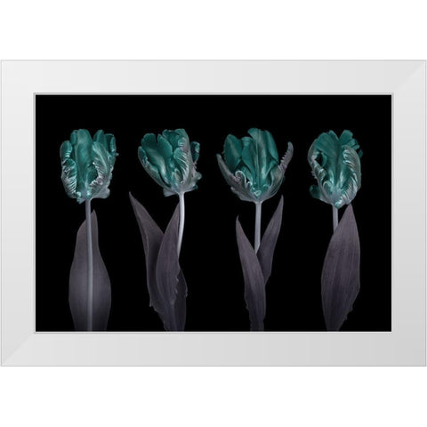 Rococo Tulips White Modern Wood Framed Art Print by Frank, Assaf