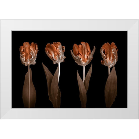 Rococo Tulips White Modern Wood Framed Art Print by Frank, Assaf