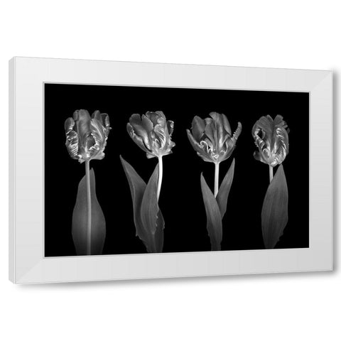 Rococo Tulips White Modern Wood Framed Art Print by Frank, Assaf
