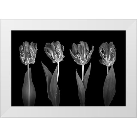 Rococo Tulips White Modern Wood Framed Art Print by Frank, Assaf