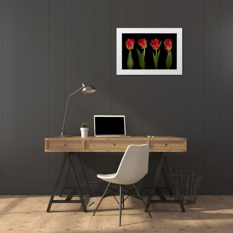 Rococo Tulips White Modern Wood Framed Art Print by Frank, Assaf